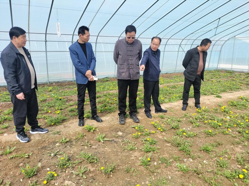 中媒企業文化發展工作委員會一行到河北蒲公英產業基地調研