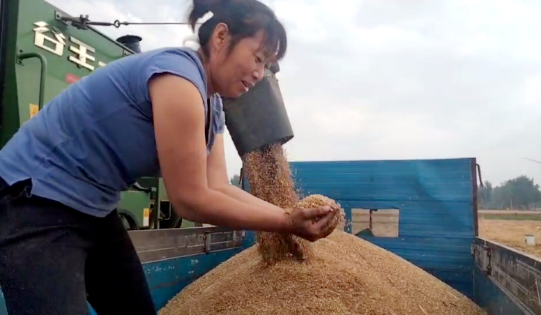 搶夏收麥歸倉(cāng) 好政策水入田—記山東德州寧津縣王吏目村小農(nóng)水工程 搶夏收麥歸倉(cāng) 好政策水入田—記山東德州寧津縣王吏目村小農(nóng)水工程