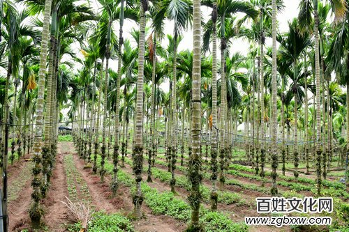 第一夫人集團“健康銀行”科技康養項目落地海南瓊海
