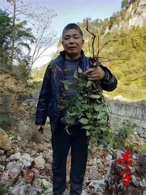 高級反射蜂療專家范景良 高級反射蜂療專家范景良
