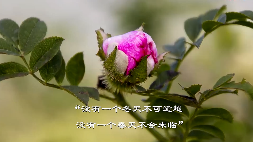 眾志成城抗疫情 文藝戰線在行動(九)著名作家蔡蘭茹