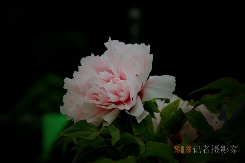 記者攝影家王帥偉攝影作品:千嬌萬態乃牡丹