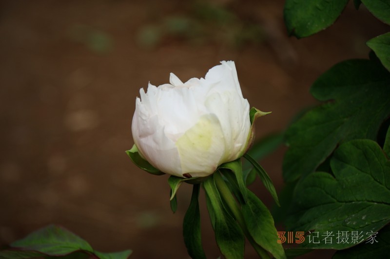 記者攝影家王帥偉攝影作品:千嬌萬態乃牡丹